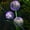 Purple, variant on Solar Lights Simulation Dandelion Flower Ball Outdoor Garden Decor Lawn Landscape Ground Plug Lights Garden Modern Decorative Lights for Patio, Yard, Pathway Decoration