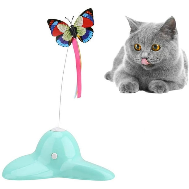 Kitten accessories 2025