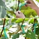 thumbnail image 4 of 2 Pack Green Plant Garden Ties, Garden Vinyl Stakes For Branches, Climbing Planters, Flowers Best Gift, 4 of 5