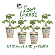 Proven Winners 4-Pack, 4.25 in. Eco+Grande, San Marzano (Heirloom Tomato) Live Vegetable Plant