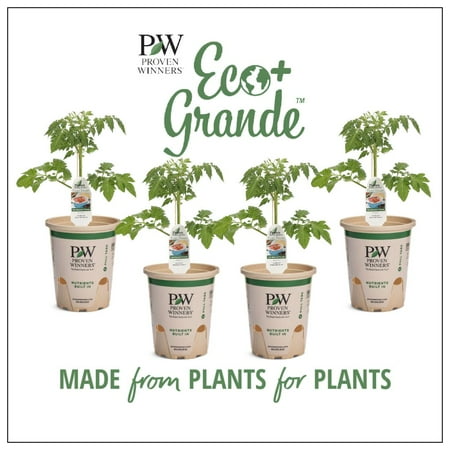 Proven Winners 4-Pack, 4.25 in. Eco+Grande, San Marzano (Heirloom Tomato) Live Vegetable Plant