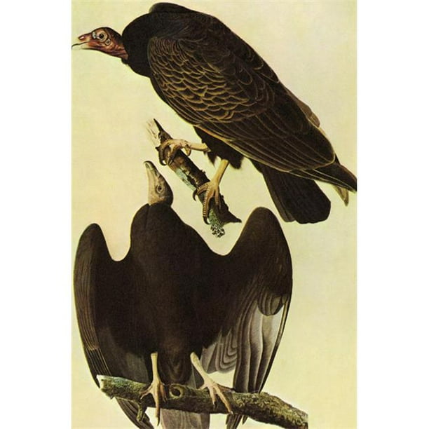 Turkey vulture fact sheet picture