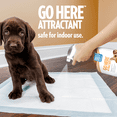 Out! Petcare Go Here Attractant, Indoor and Outdoor Dog Training Spray