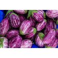 thumbnail image 2 of Fée Conte F1 Aubergine - non-OGM - 10 Graines, 2 of 3