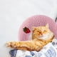 thumbnail image 5 of Paquete de 2 Almohadas para El Cuello para Mascotas Salvador Almohada de mascotas 24 cm x 20 cm x 7 cm, 5 of 9