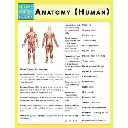 Anatomy (Human) (Speedy Study Guide) (Best Way To Study Anatomy)