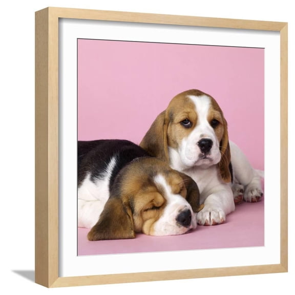Beagle Dog Puppies, Animals Framed Art Print Wall Art Sold by Art.Com