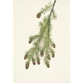thumbnail image 2 of Mary Vaux Walcott 18x24 Gold Ornate Framed and Double Matted Museum Art Print Titled - Western Hemlock. Tsuga Heterophylla (1925), 2 of 4