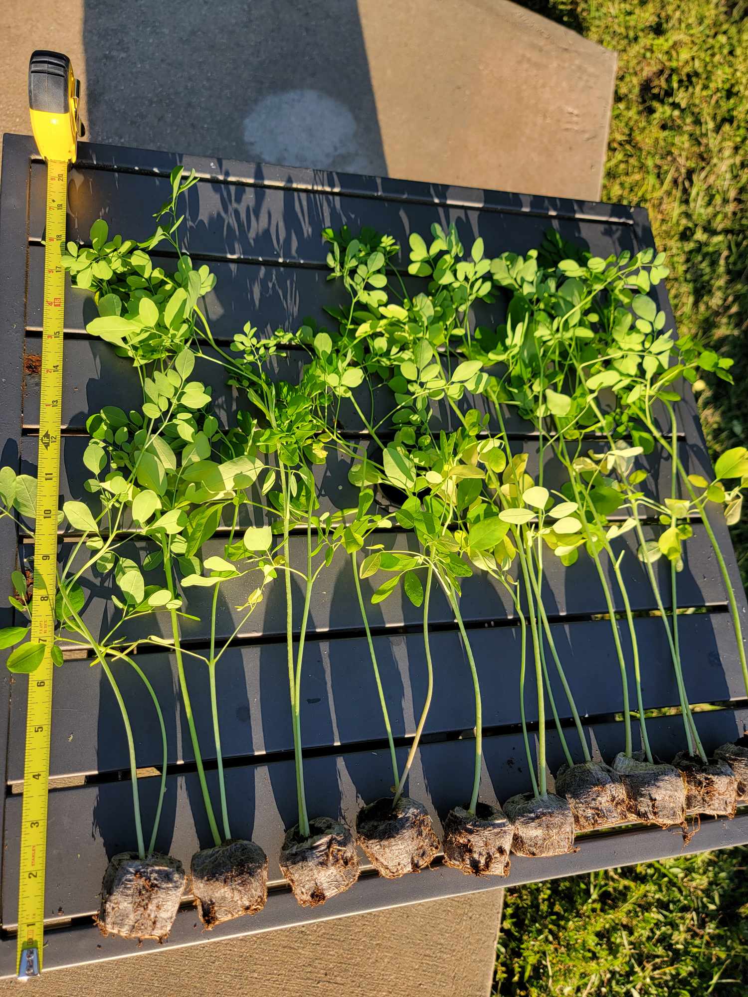 Bumble Love Nursery 12" Moringa Oleifera Live Plants in 4" Pots (3 Count), Nutrient Rich