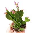 thumbnail image 5 of Pink Easter Cactus Live Plant, Easy-Care Spring Blooming Indoor Plant, 3 Inch Starter, Vibrant Pink Easter Cactus Tree for Home or Office, 5 of 5