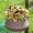Yellow-Blue, variant on Artificial Pansy Bouquet European Style Flower Arrangement Home Decor For Living Room Dining Table Centerpiece