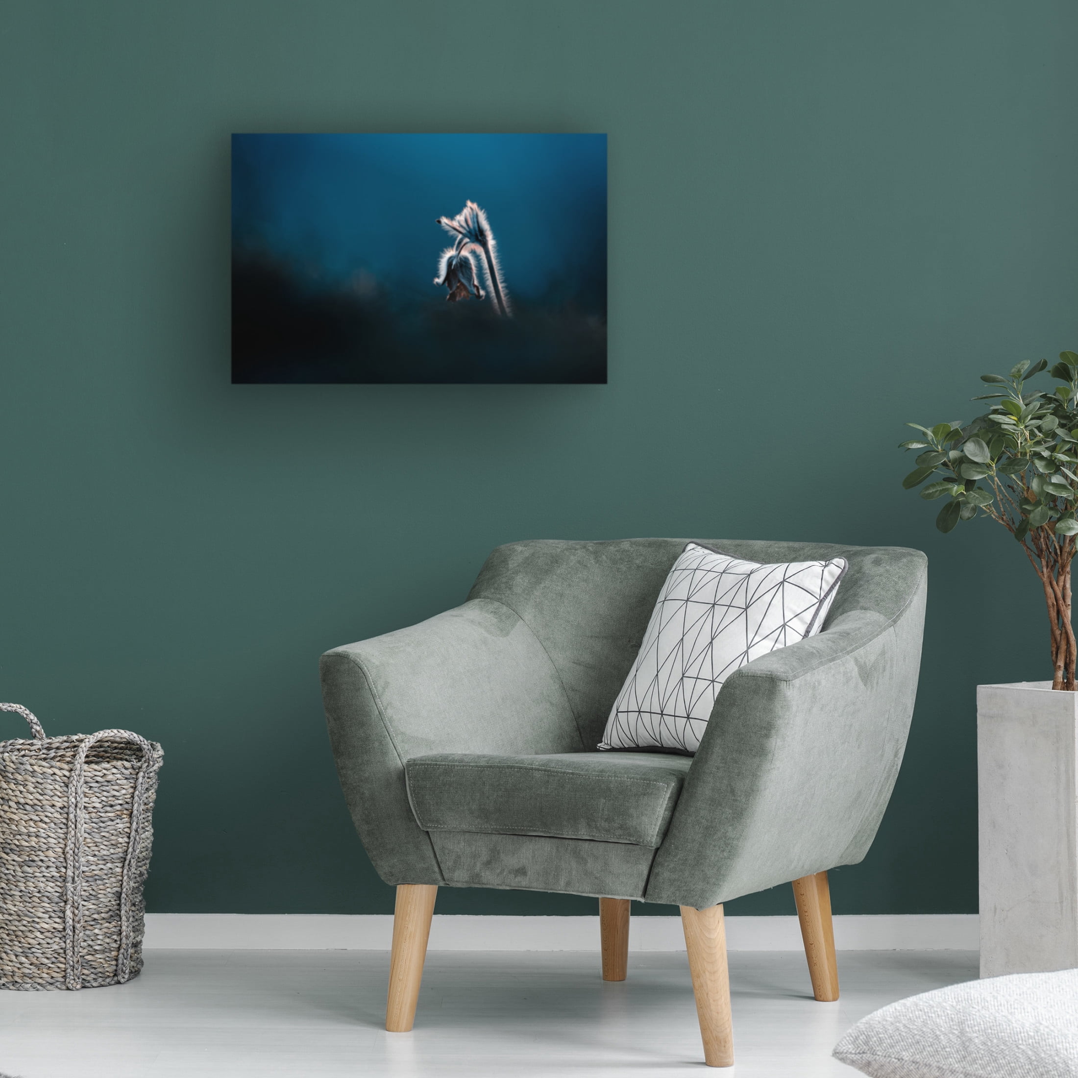 Trademark Fine Art Jan Rozehnal  Pulsatilla pratensis Canvas Wall Art