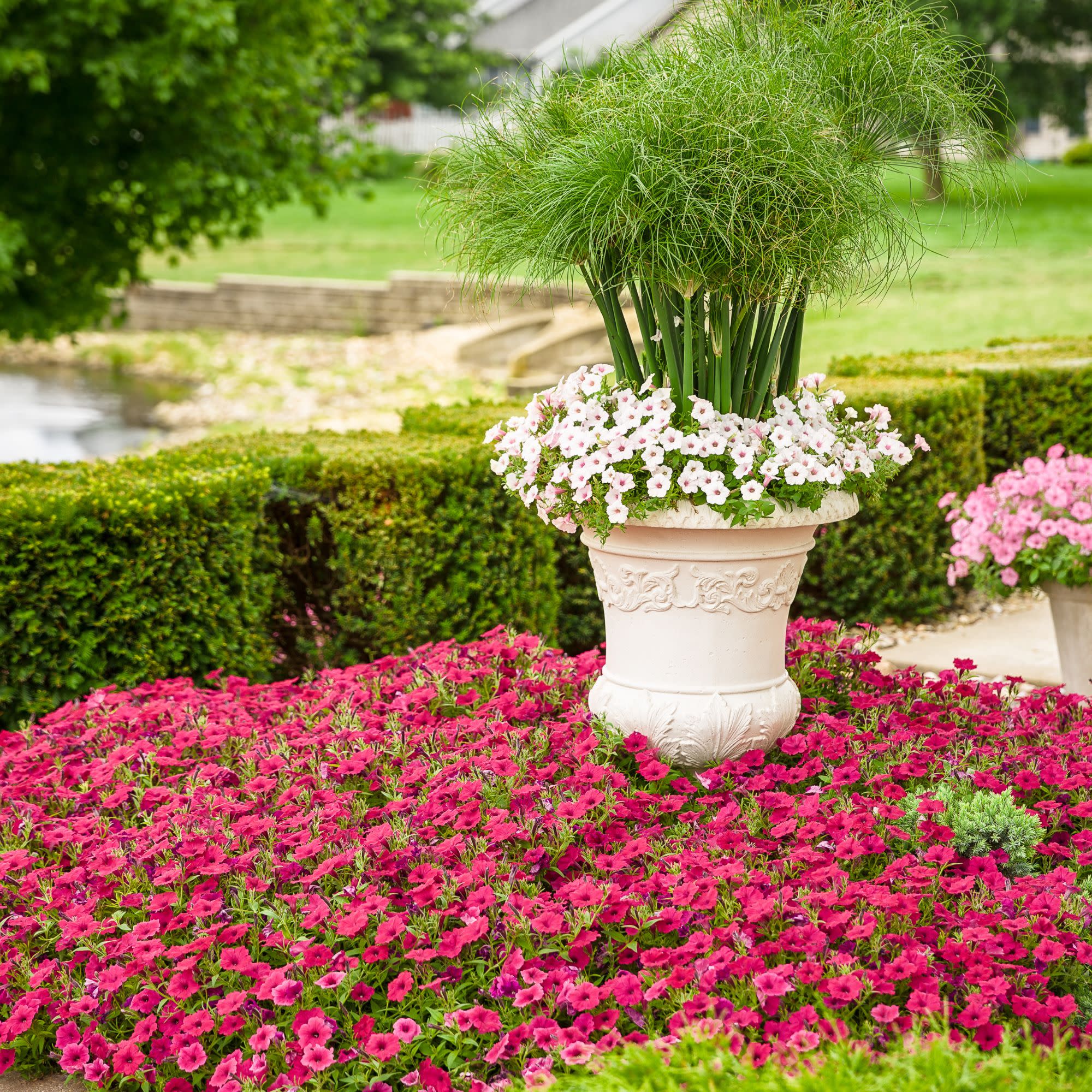 Proven Winners 4" Pink Supertunia Vista Fuchsia Petunia Live Plant in 4.25" Pot (4 Count)