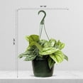 thumbnail image 4 of Live Scindapsus Pictus Exotica, Satin Pothos, Birthday Gift Plant, Get Well Gift, Wedding Decor, Hanging Houseplant, Live Wall Decor, Variegated Houseplant in 8" Hanging Basket, 4 of 5