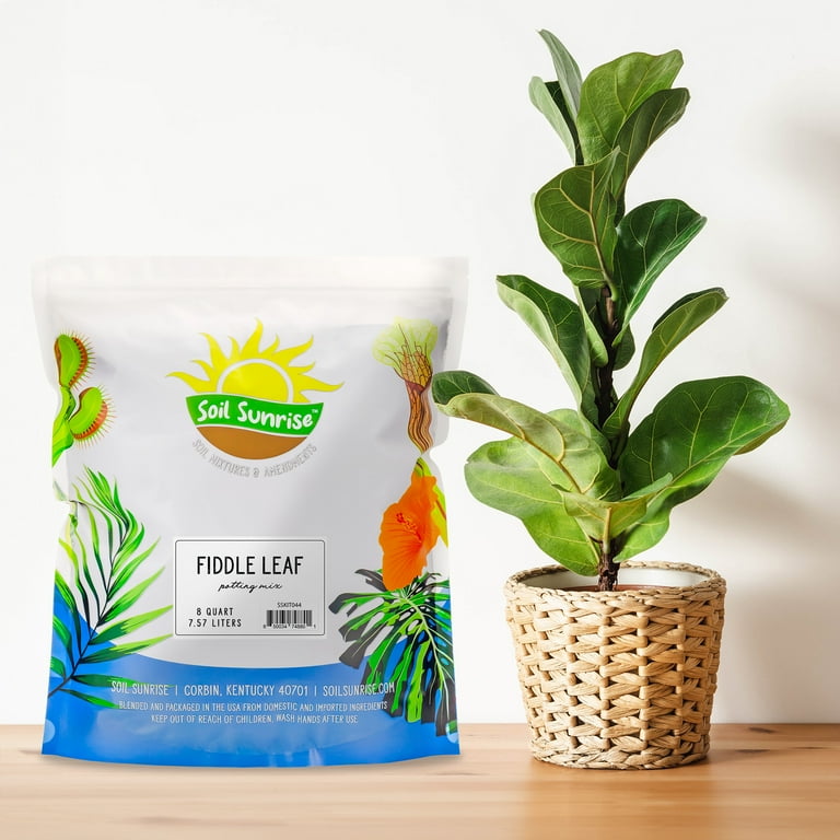 Sunrise Premium Fiddle Leaf Fig Tree Soil - Vibrant Growth Formula (8  Quarts) - Walmart.com