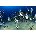thumbnail image 2 of Hawaii, Reef Scene With Pennantfish (Heniochus Diphreutes) School C1971 Poster Print (38 x 24), 2 of 4