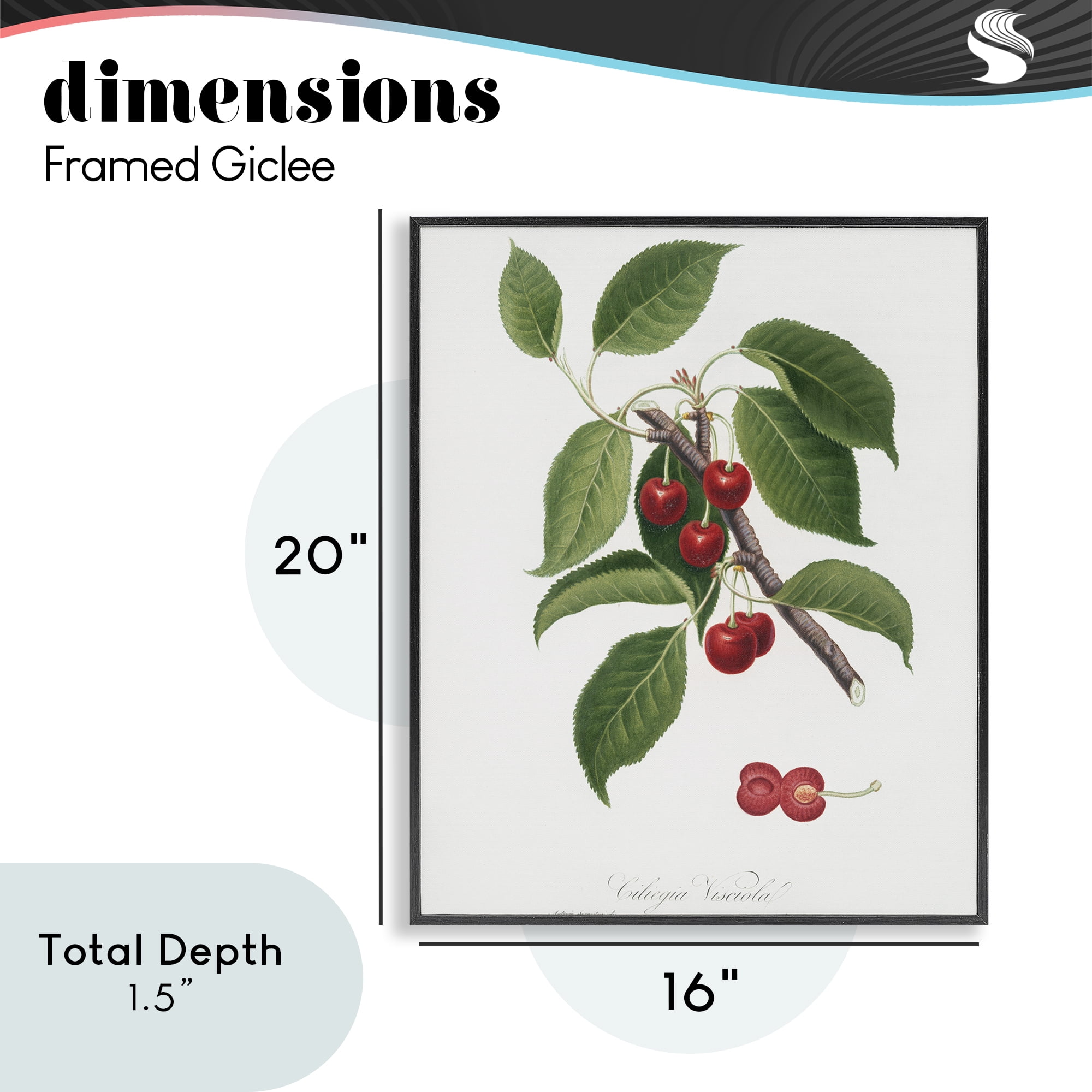 Latin Study of Cherry Plant Black Framed Giclee Art, design by Lettered and Lined