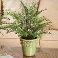 thumbnail image 2 of Maidenhair Drop-In 18" - Green, 2 of 3