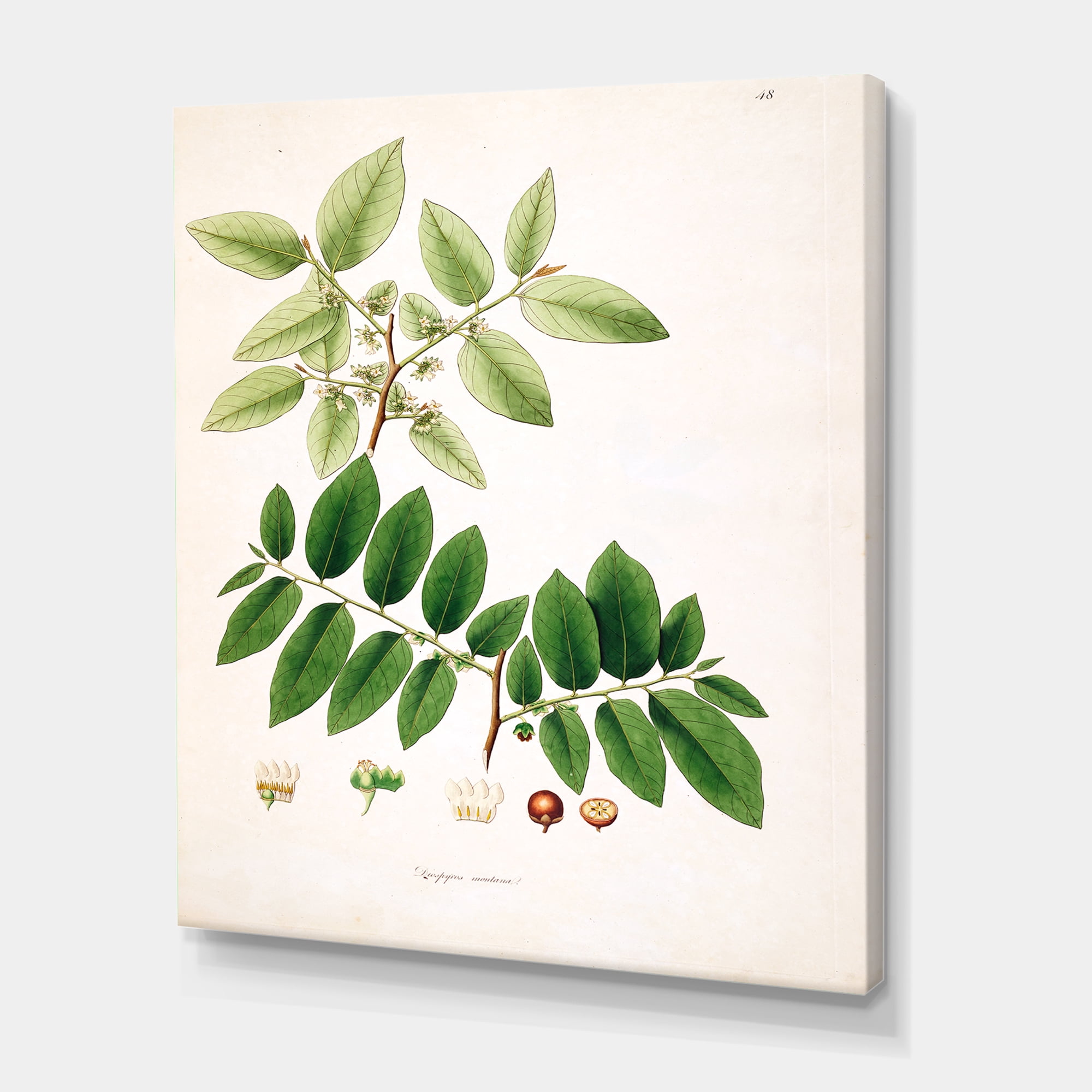 Designart ' Ancient Botanicals XIV ' Farmhouse Canvas Wall Art Print