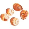 thumbnail image 3 of 5pcs Cocresores de la cocina conchas de cocción Accesorios para cocinar conchas de caracol., 3 of 8
