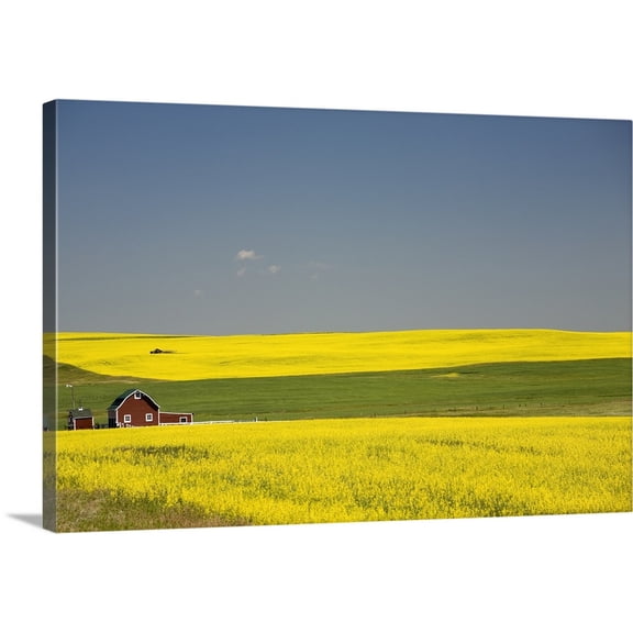 Great BIG Canvas | "Flowering Canola Fields And A Red Barn; Alberta, Canada" Canvas Wall Art - 30x20