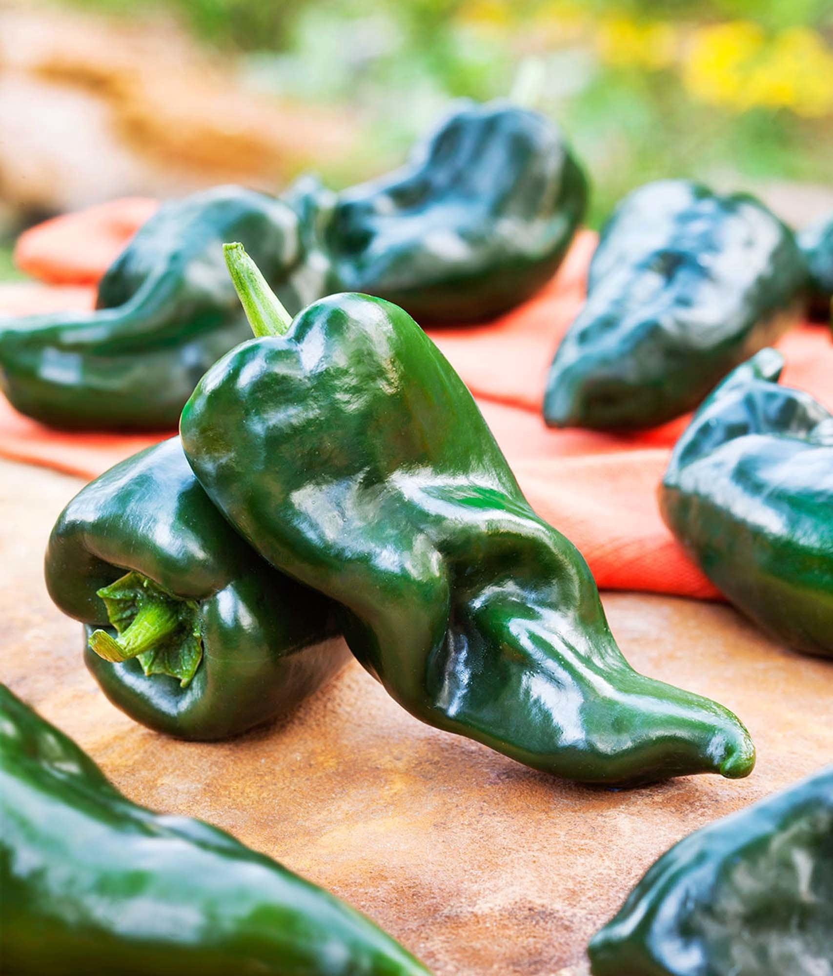 Bonnie Plants Poblano Ancho Pepper Live Plants