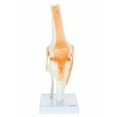 thumbnail image 3 of Axis Scientific Functional Joint Anatomy Model Set Includes Flexible Skeletal Shoulder Joint, Knee Joint, Hip Joint and Elbow Joint Models with Ligaments, 4 Pack, 3 of 3