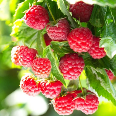 6 barerot plant Joan J Thornless Everbearing Red Raspberry -Huge 2 Yr ...