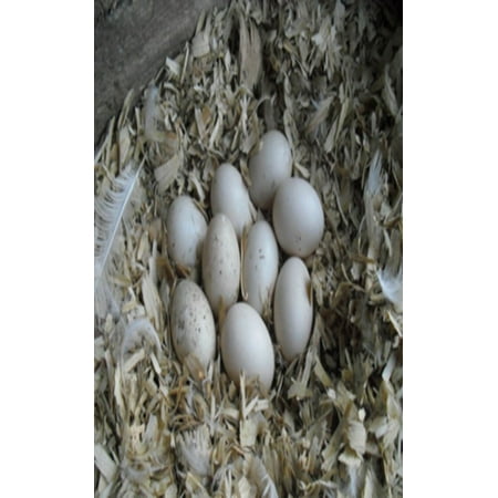 Duck Egg Production for Beginners: A practical guide for producing duck eggs for the hobby farmer -