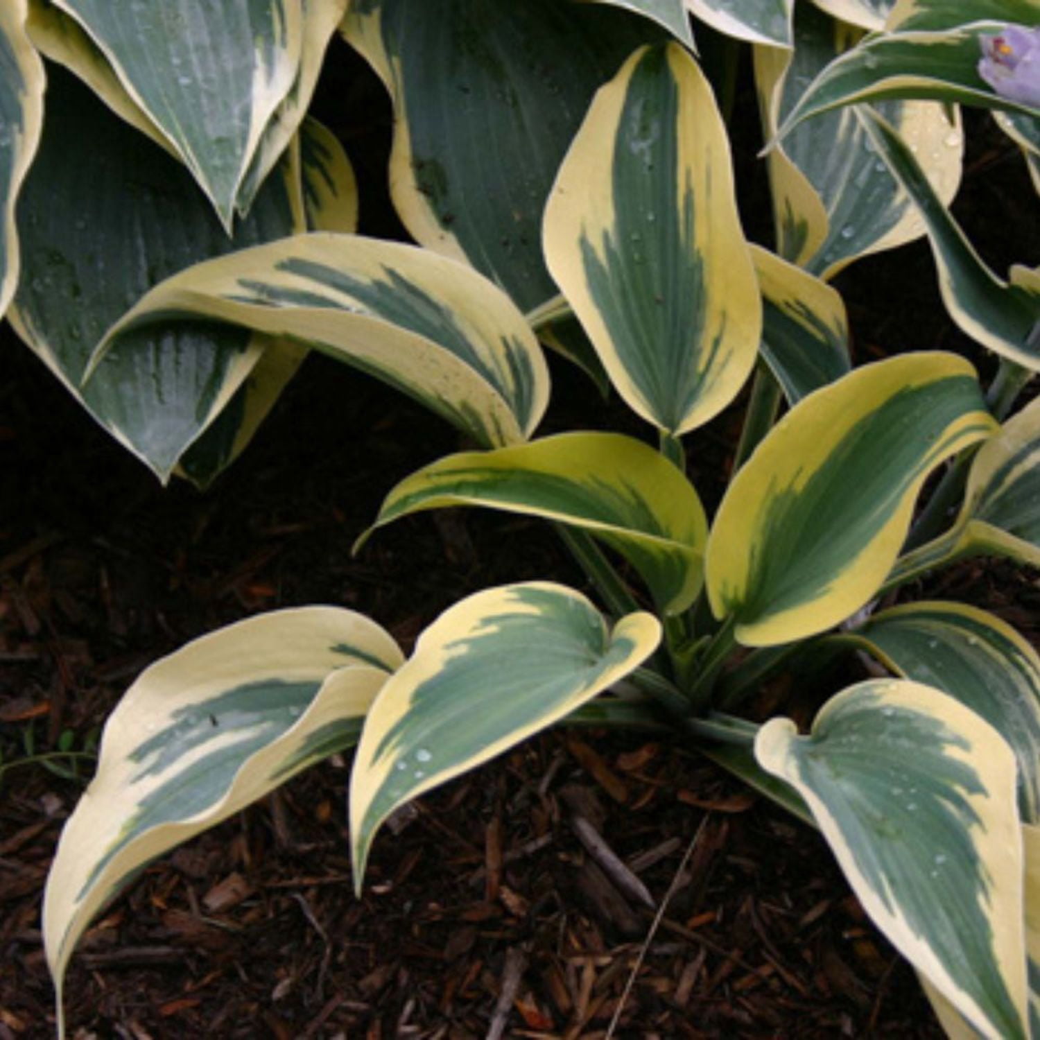 Proven Winners 6" Shadowland 'Autumn Frost' Hosta Live Plant in 6.5" Pot