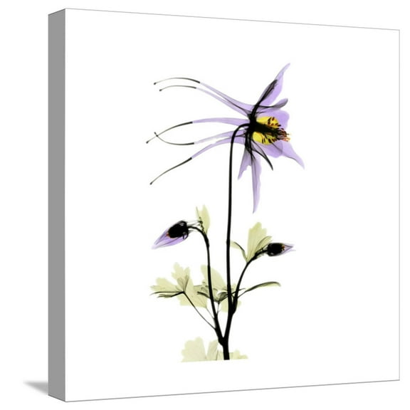 Art.com Columbine Square 2 Stretched Canvas Print Wall Art by Albert Koetsier, 16" x 16"