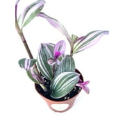 Tradescantia Nanouk Pink Houseplants, 4 Pot