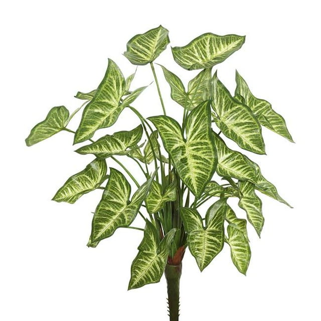 22 in. Syngonium Bush Featuring with 25 Leaves, Green