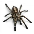 thumbnail image 2 of Tarantula Spider Wall Decal by Wallmonkeys Peel and Stick Graphic (36 in W x 34 in H) WM149461, 2 of 4
