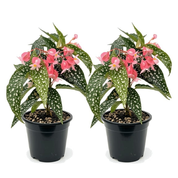 Begonia Pink Spot Maculata Starter Plants - Pack of 2, Bright Partial Shade, USDA Zones 9-11, Ships Bare Root, No Pot