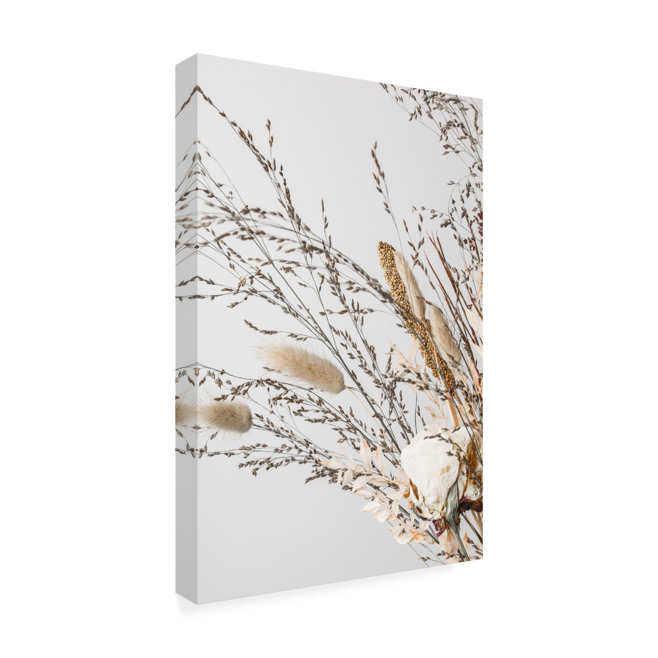 Trademark Fine Art Pictufy Studio Dried Canvas Wall Art