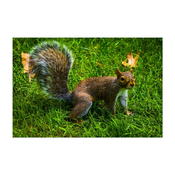 Public Garden Squirrel 02 - Photography Unframed Wall Art Print 5 x 7 inches