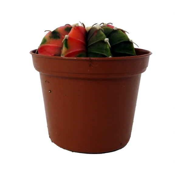 Tye Dye Cactus-Gymcalyciun Mihanovichii Variegata- 2" Pot