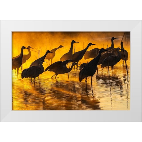 Jaynes Gallery 14x11 White Modern Wood Framed Museum Art Print Titled - USA-New Mexico-Bernardo Wildlife Management Area-Sandhill cranes in water on foggy sunrise