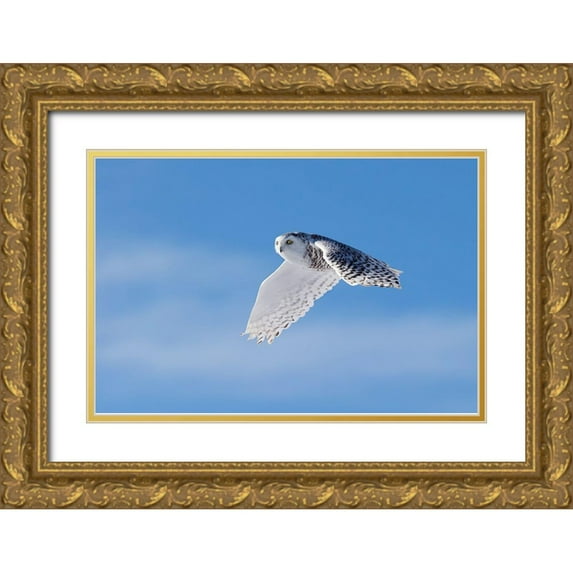 Chang, Phillip 24x17 Gold Ornate Wood Framed with Double Matting Museum Art Print Titled - Snowy Owl