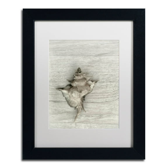 Trademark Fine Art 'Murex Shell' Canvas Art by Cora Niele, White Matte, Black Frame