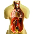 thumbnail image 3 of Miniature Human Torso Model (Sexless), 19" Tall - 12 Parts - Eisco Labs, 3 of 9