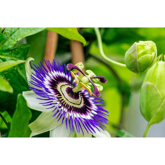 Passion Flower Seeds for Planting - 50  Seeds - Ships from Iowa, USA - Grow Exotic Passion Flower Vines. Great for Bonsai