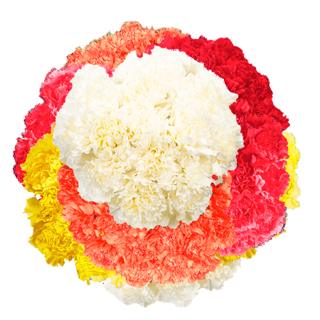 400 Stems of Assorted Color Carnations- Beautiful Fresh Cut Flowers- Express Delivery 400 Stems of Assorted Color Carnations- Beautiful Fresh Cut Flowers- Express Delivery