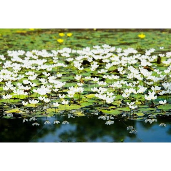 Floating Plants for Water Gardens and Ponds (Water Snowflake)