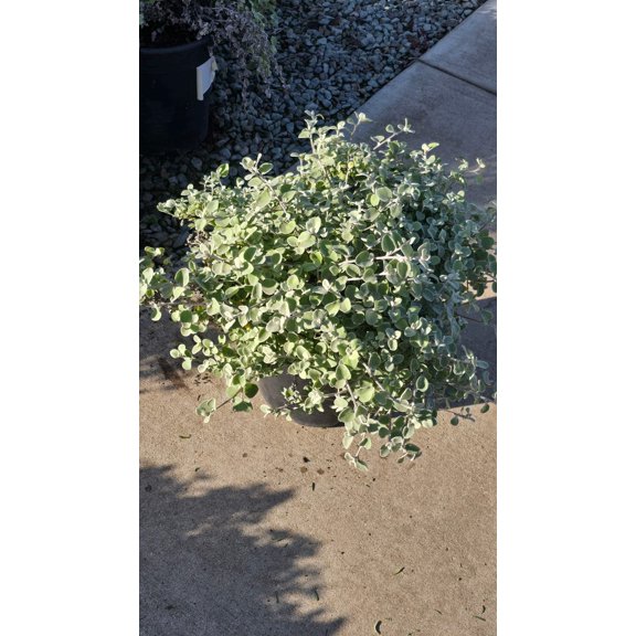 Helichrysum 'White Licorice' 5 gallon pot - Get similar