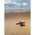 thumbnail image 1 of Graham Eaton Leatherback Turtle Hatchling Print, 1 of 1