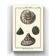 thumbnail image 1 of Sea Shell Ii Wrapped Canvas -Denis Diderot Designs,, 1 of 3