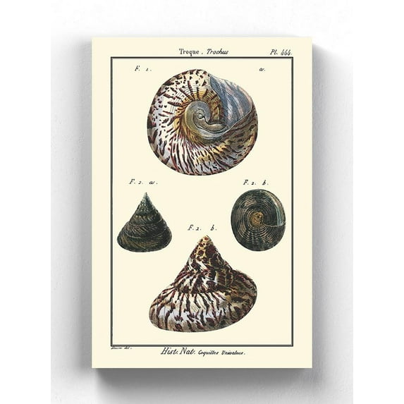 Sea Shell Ii Wrapped Canvas -Denis Diderot Designs,