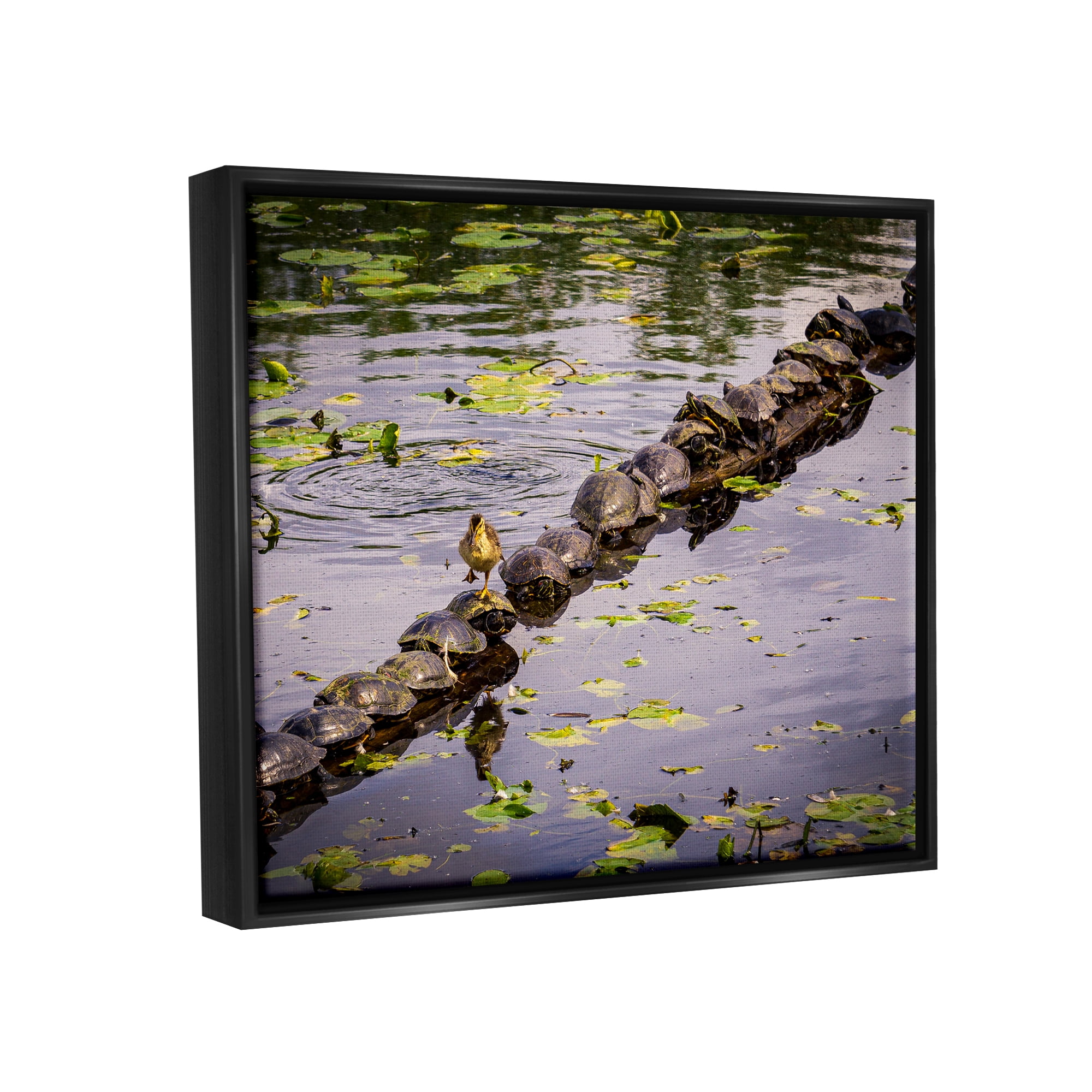 Stupell Industries Bird on Turtle Backs Landscape Photography Black Floater Framed Canvas Art Print Wall Art, 31 x 25